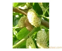 Rezervacije u toku za jesenju sadnju voćnih sadnica - 3