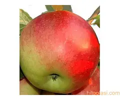 Rezervacije u toku za jesenju sadnju voćnih sadnica - 5