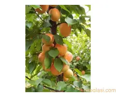 Rezervacije u toku za jesenju sadnju voćnih sadnica - 8