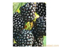 Rezervacije u toku za jesenju sadnju voćnih sadnica - 10