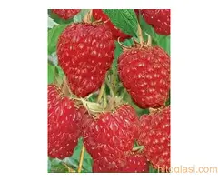 Rezervacije u toku za jesenju sadnju voćnih sadnica - 12