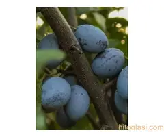 Rezervacije u toku za jesenju sadnju voćnih sadnica - 14