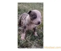 Merle stenci staforda u ponudi - 2