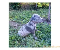 Merle stenci staforda u ponudi - 3