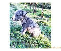 Merle stenci staforda u ponudi - 4