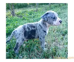 Merle stenci staforda u ponudi - 5