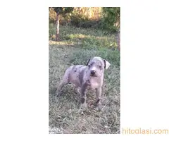 Merle stenci staforda u ponudi - 6