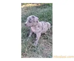 Merle stenci staforda u ponudi - 7