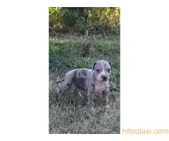 Merle stenci staforda u ponudi - 8