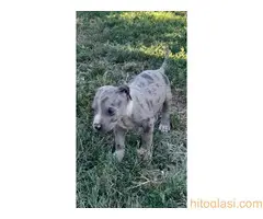 Merle stenci staforda u ponudi - 9