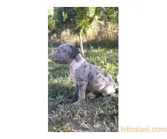 Merle stenci staforda u ponudi - 10