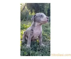 Merle stenci staforda u ponudi - 11