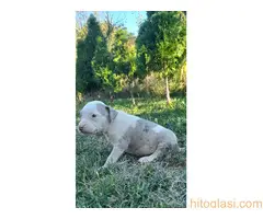 Merle stenci staforda u ponudi - 12