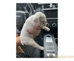 Francuski Buldog - 3