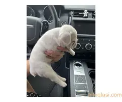 Francuski Buldog - 4