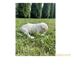 Francuski Buldog - 5