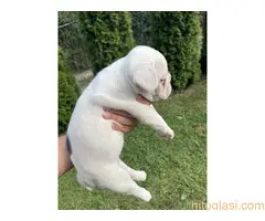 Francuski Buldog - 6