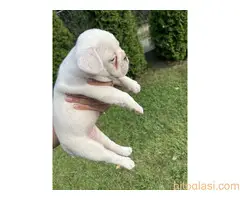 Francuski Buldog - 7