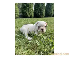 Francuski Buldog - 8