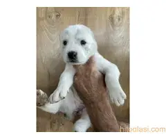 prodaja sredjeazijski ovcar - 2