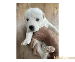 prodaja sredjeazijski ovcar - 3