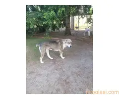 prodaja sredjeazijski ovcar - 4