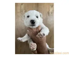 prodaja sredjeazijski ovcar - 5