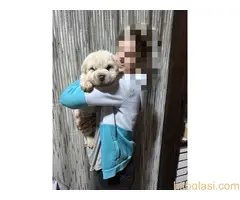 Šar pei,medvedji kaput - 2