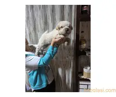 Šar pei,medvedji kaput - 3