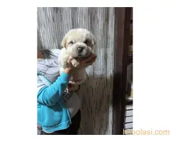 Šar pei,medvedji kaput - 4