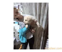 Šar pei,medvedji kaput - 5