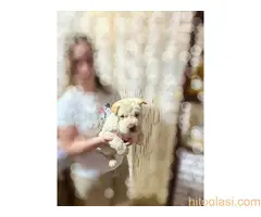 Šar pei,medvedji kaput - 6