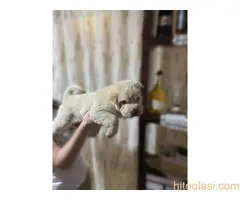 Šar pei,medvedji kaput - 7