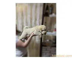 Šar pei,medvedji kaput - 8