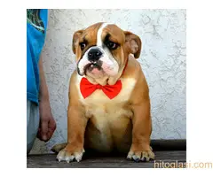 Engleski buldog-prvobirano vrhunsko žensko štene - 3