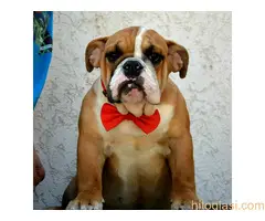 Engleski buldog-prvobirano vrhunsko žensko štene - 5