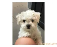 Prodaja čistokrvnih kovrdžavih bišona - 2