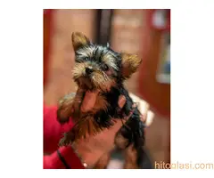 Jorkširski terijer - 2