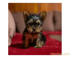 Jorkširski terijer - 3