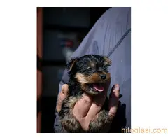 Jorkširski terijer - 4