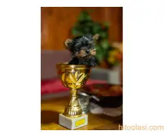 Jorkširski terijer - 5