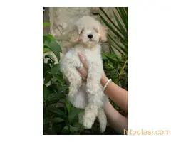 Štenci patuljaste pudle - 2