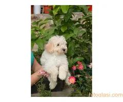 Štenci patuljaste pudle - 3