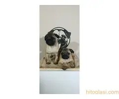 Štenci mopsa - 2