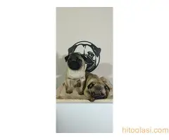 Štenci mopsa - 3