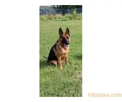 Na prodaju stenad nemackog ovcara oba pola - 3