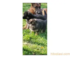 Na prodaju stenad nemackog ovcara oba pola - 4