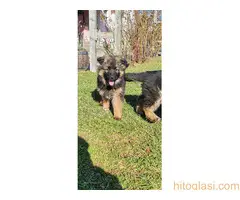 Na prodaju stenad nemackog ovcara oba pola - 5