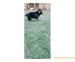 Na prodaju stenad nemackog ovcara oba pola - 7