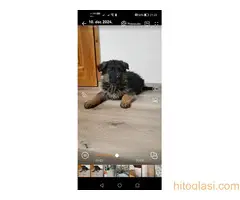 Na prodaju stenad nemackog ovcara oba pola - 8